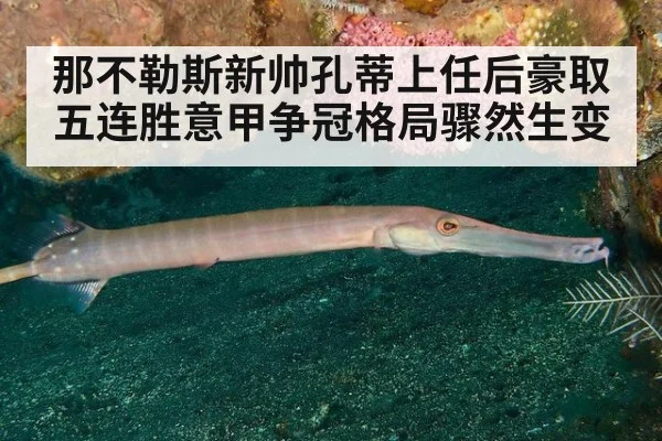 那不勒斯新帅孔蒂上任后豪取五连胜意甲争冠格局骤然生变